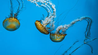 The Advantages of Having a Non-Disclosure Agreement