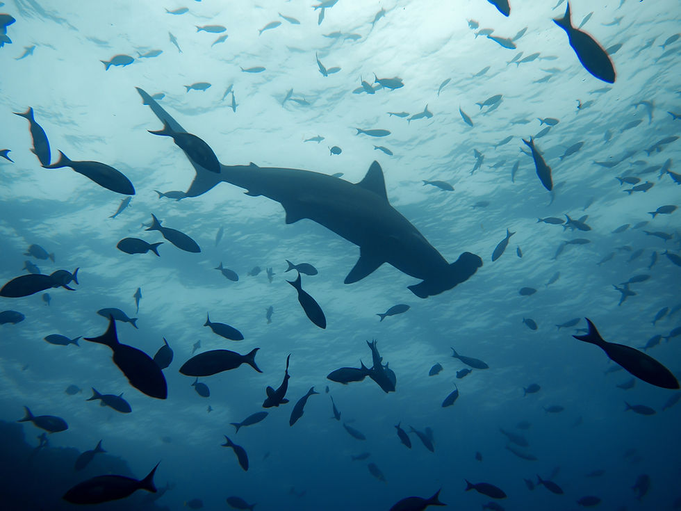 fish and sharks in the ocean