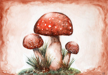 Fly Agaric Mushrooms
