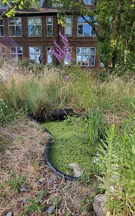a nature pond built in a school surrounded by plants