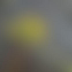 Mælkebøttekrans 🌼🌱☀️