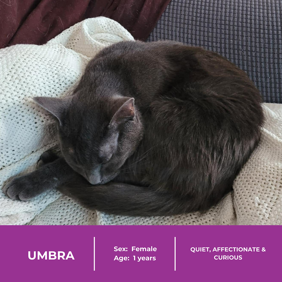 Umbra