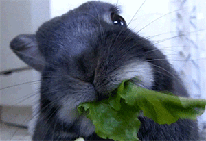 Conejo-Comiendo-66792 copy.gif