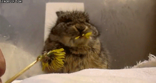15Mo.gif