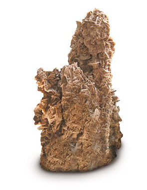 Home decorative specimen