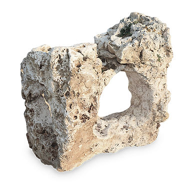 Home decorative specimen