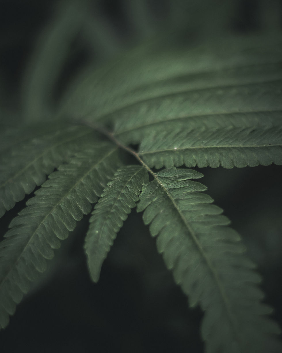 close-up-fern-leaves.jpg