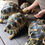 Thumbnail: Radiated tortoises