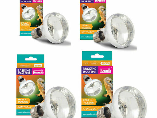 Tortoise Lighting: Which is right for my tortoise?