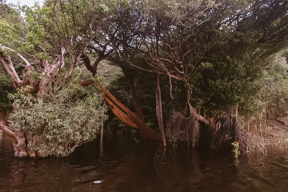 soul gaia amazonia13 2