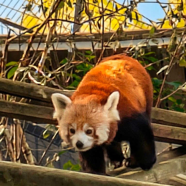 A Red Panda at The Welsh Mountain Zoo