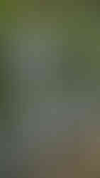 Prestatyn Walking Route