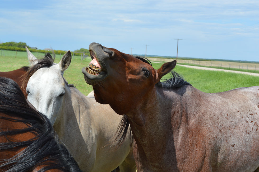 Roan smiling horse teeth funny laugh herd