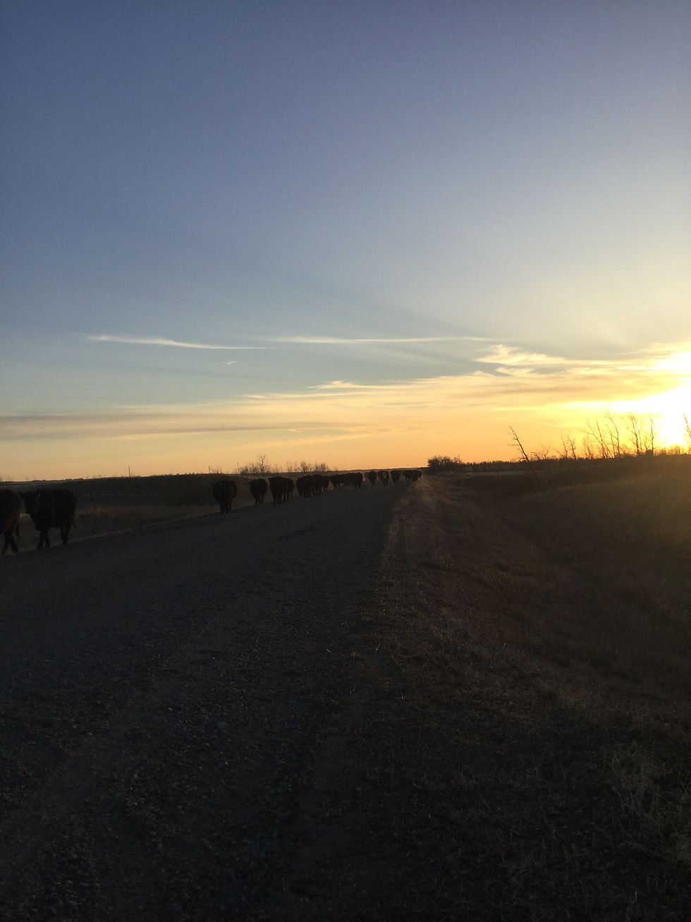 sunset on the cattle drive down the road