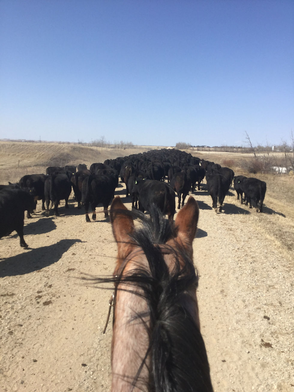 cattle drive down the road between horse ears