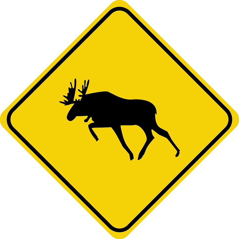 What happens when a car hits a moose