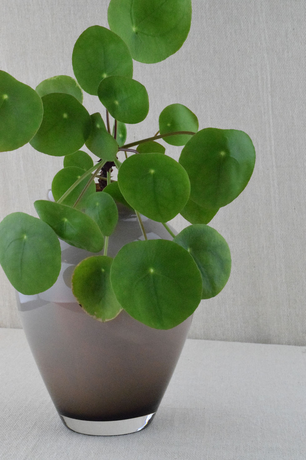 Smoked Glass Cased Vase