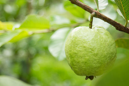 Thai Guava