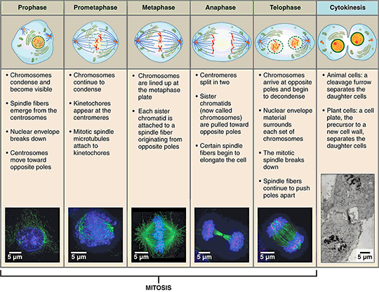 Mitosis-and-Cytokinesis-540.gif