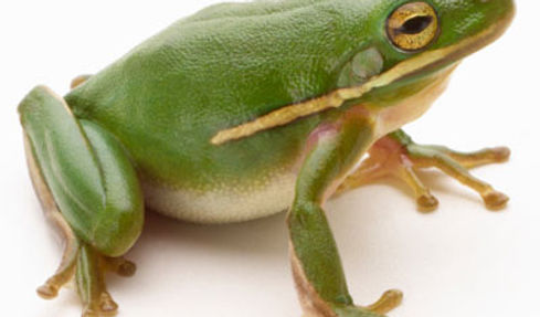 frog-1.jpg