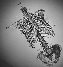 dessin squelette jess black corner tattoo valence