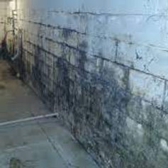 mold in basement.jpg