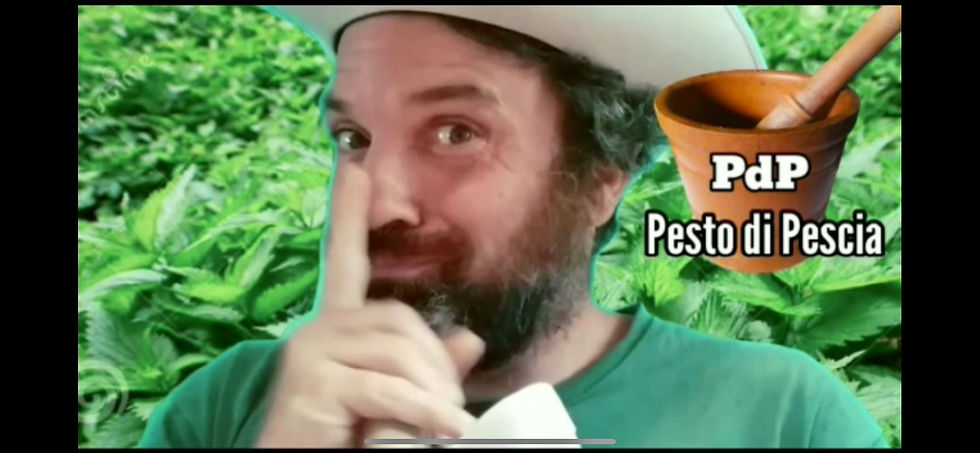 Miniatura: Pesto di Pescia
