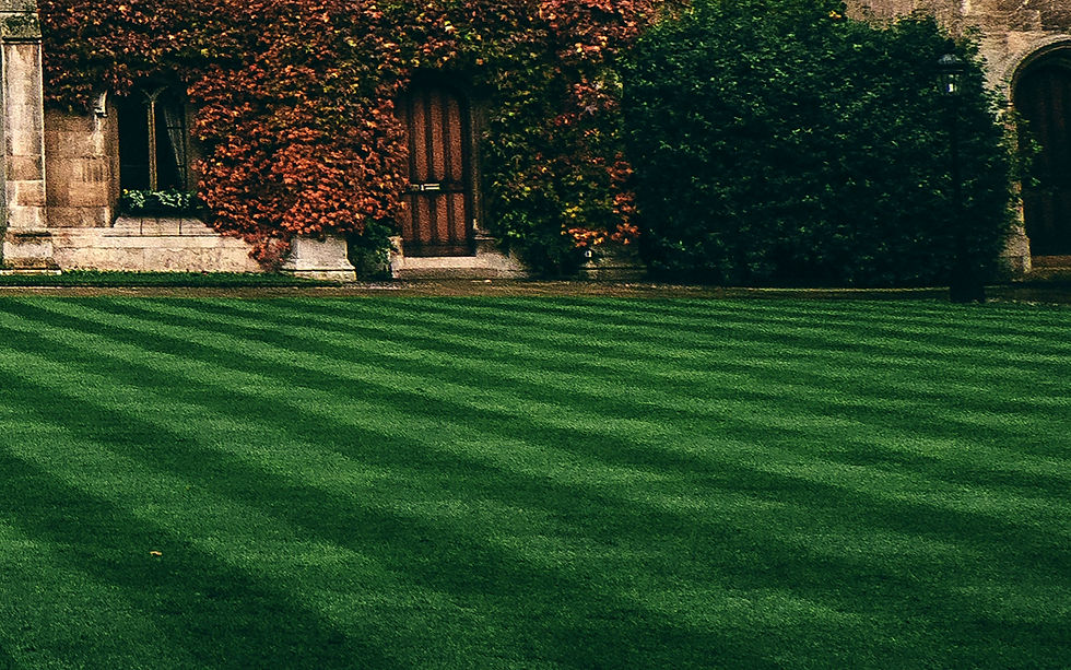 Lawn and Ivy
