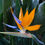 Thumbnail: BIRD OF PARADISE (Strelitzia regina)