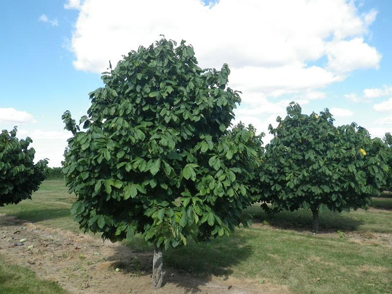 Pawpaw and Papaya - More information