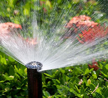 sprinkler-head-watering-the-bush-and-gra
