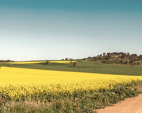 cargo%252520canola%252520(1%252520of%2525201)_edited_edited_edited.jpg