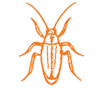 roach.webp