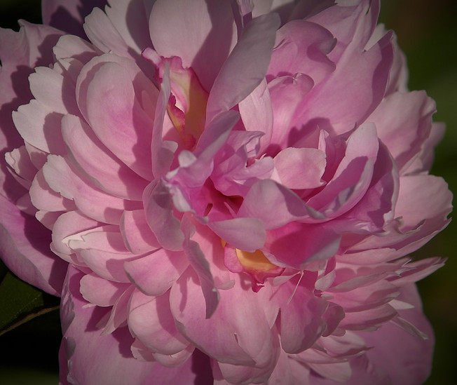 Pink Chrysanthemum in Garden by Pond Jun