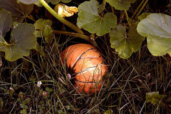 Pumpkin Patch in the Compost.jpg