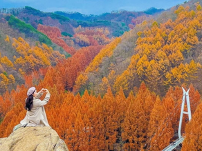 Healing di Forest Bathing Trail – Jangtaesan Recreational Forest