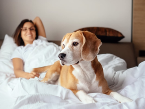 Hotel Ramah Hewan di Jeju: Liburan Tak Lengkap Tanpa Si Anabul