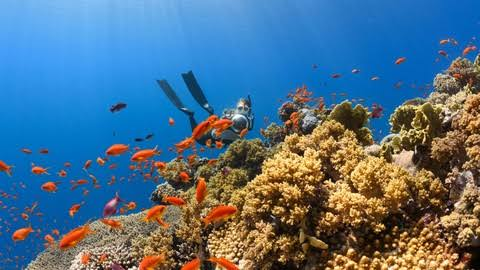 Surga Bawah Laut Indonesia: Destinasi Snorkeling dan Diving Terbaik