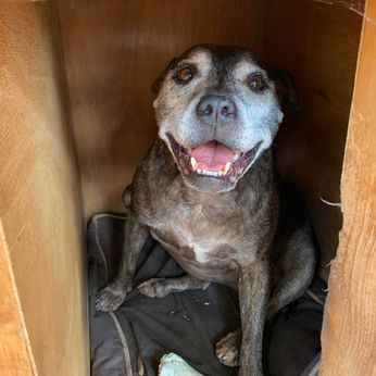 Dog Staffordshire Bull Terrier happy in kennel