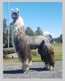 Service Sire: WOL Chiri Tumalo