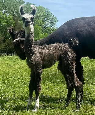 Pedro as a cria_edited.jpg