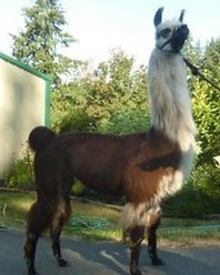 Sijama Talr_edited.jpg