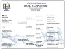 Dancing Starr's Pedigree