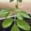 Thumbnail: Miracle tree - Moringa oleifera , Available Nov 1 2025