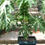 Thumbnail: Large improved red lady Papaya 50cm+in height