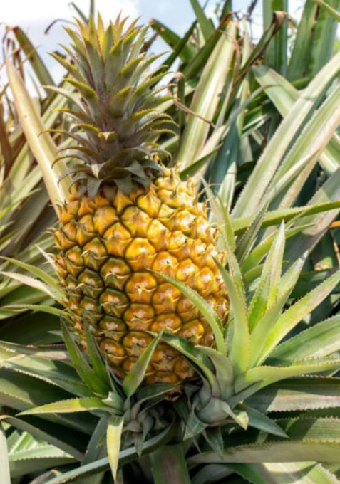 Thumbnail: Yellow Queen Pineapple - Medium size  - rooted
