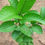 Thumbnail: Thai pink guava plant 30cm+ high in 2L pot