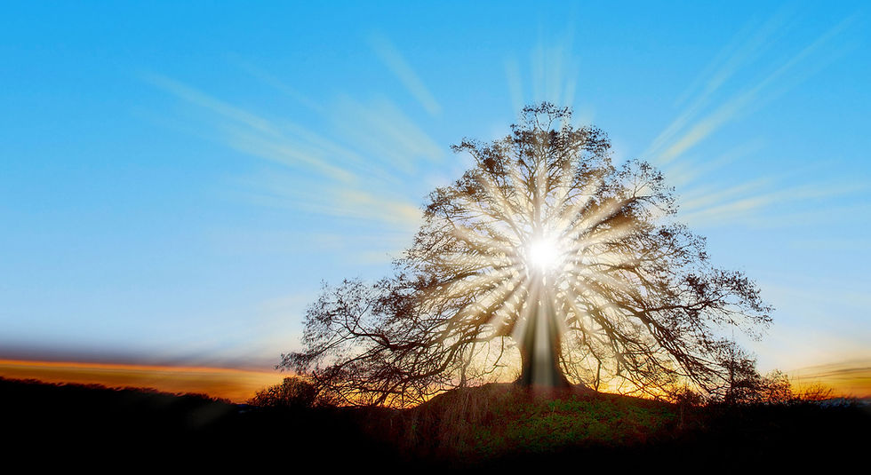 Baum Sonnenstrahlen C versch cut2 Cc.jpg