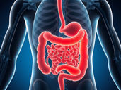 Intestino Irritável, Fibromialgia e Fadiga Crônica: A Causa Surpreendente que Pode Unir Todas Elas