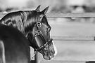 Right facing profile photographed from behind of sorrel NRHA Reining Stallion Guns and Dynamite 